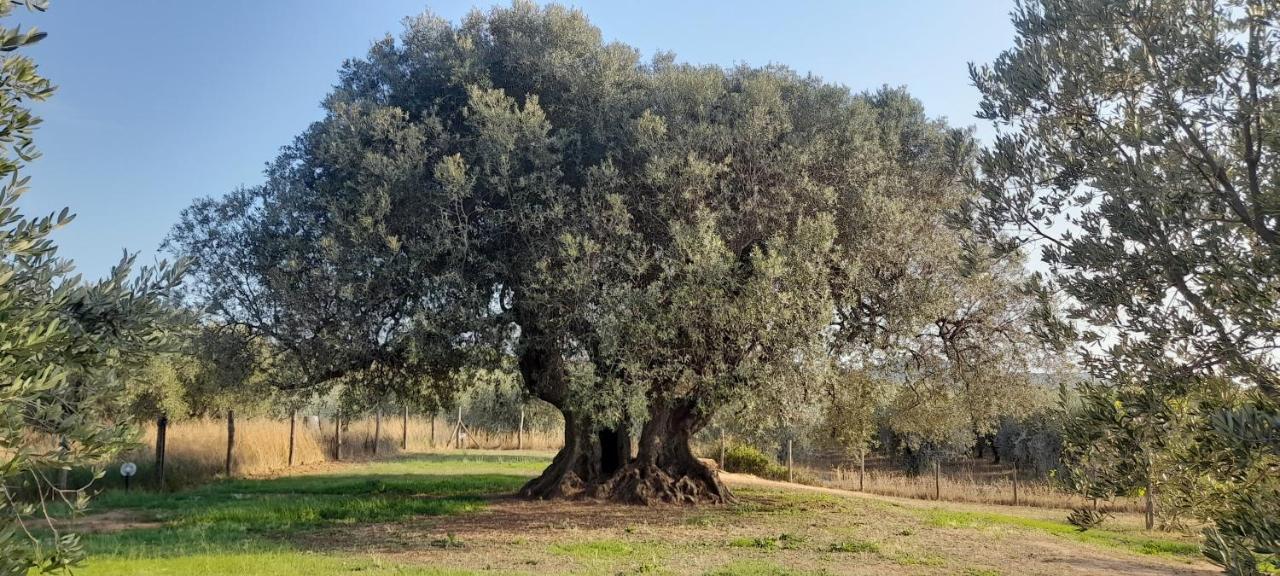 Agriturismo Il Vecchio Olivo Кастаньєто-Кардуччі Екстер'єр фото