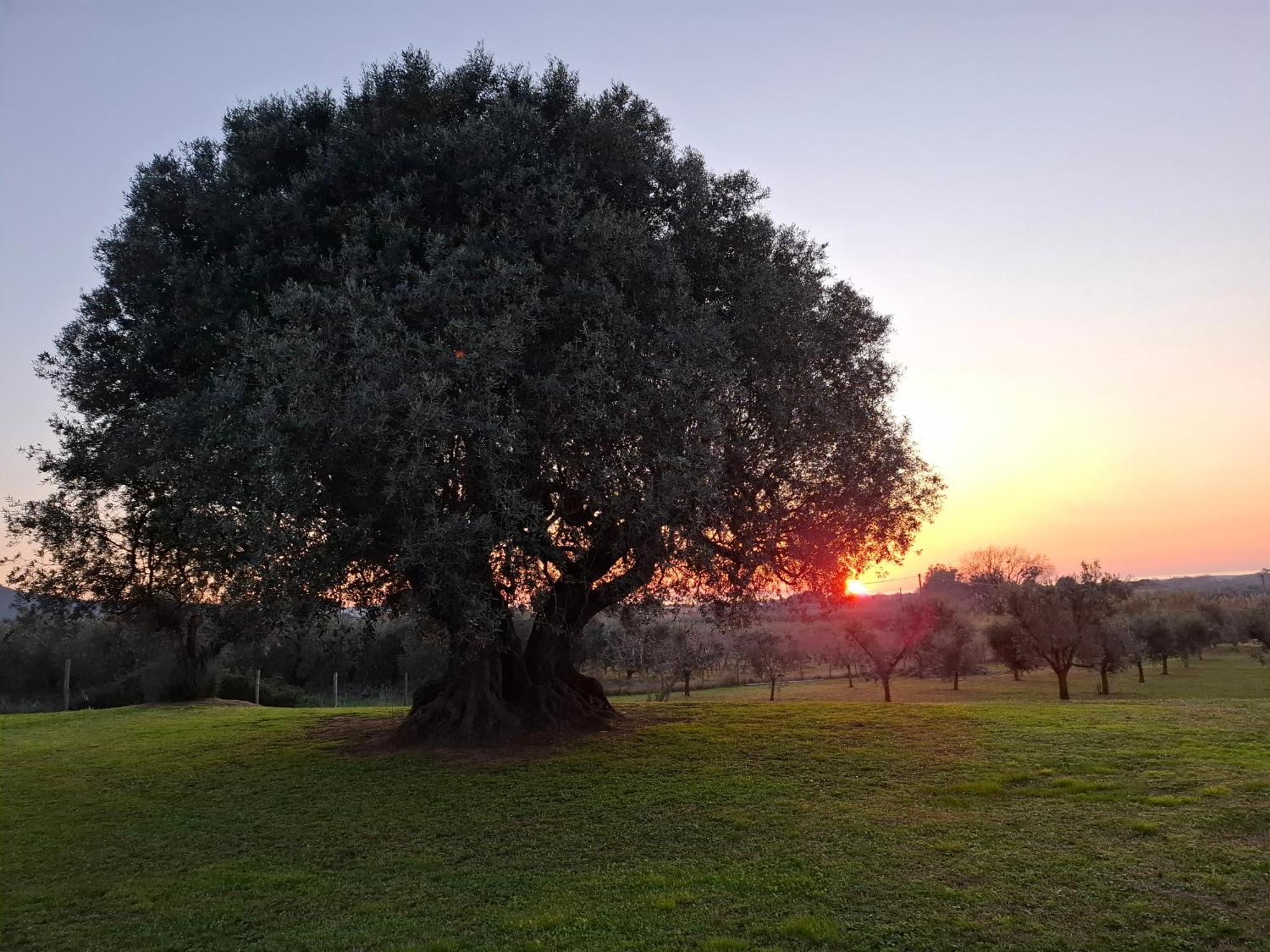 Agriturismo Il Vecchio Olivo Кастаньєто-Кардуччі Екстер'єр фото